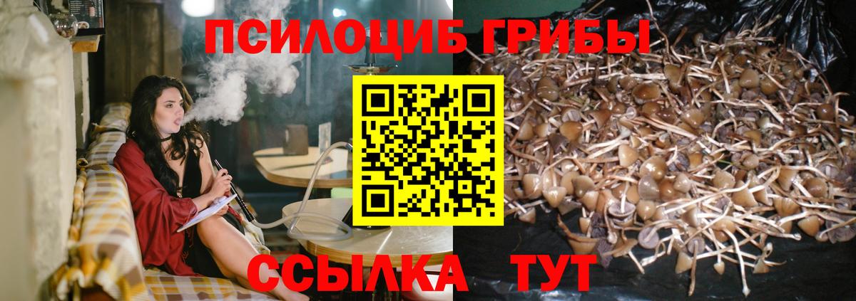 Псилоцибиновые грибы Psilocybe Бор